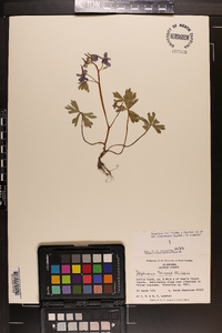 Delphinium tricorne image