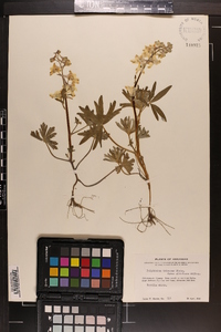 Delphinium tricorne image