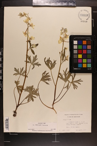 Delphinium tricorne image