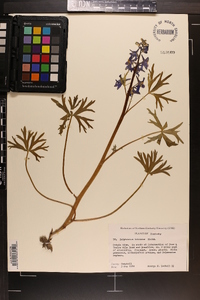 Delphinium tricorne image