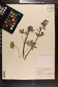 Delphinium tricorne image