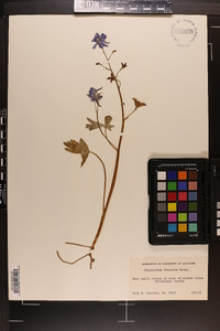 Delphinium tricorne image