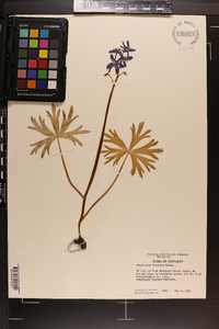 Delphinium tricorne image