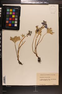 Delphinium tricorne image