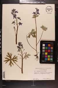 Delphinium tricorne image