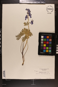 Delphinium tricorne image