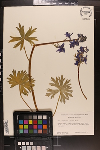 Delphinium tricorne image