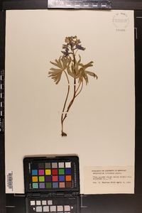 Delphinium tricorne image