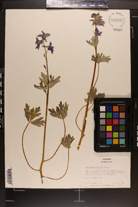 Delphinium tricorne image