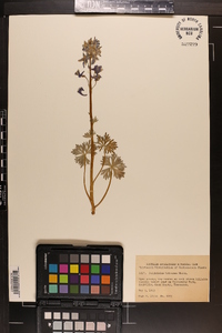 Delphinium tricorne image