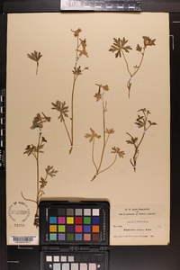 Delphinium tricorne image