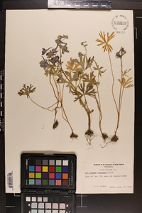 Delphinium tricorne image