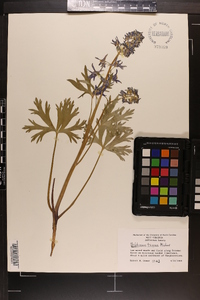 Delphinium tricorne image