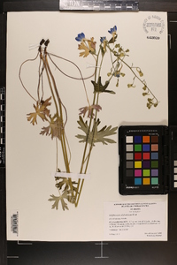 Delphinium alabamicum image