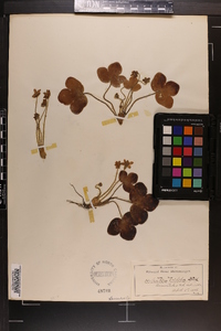 Hepatica triloba image