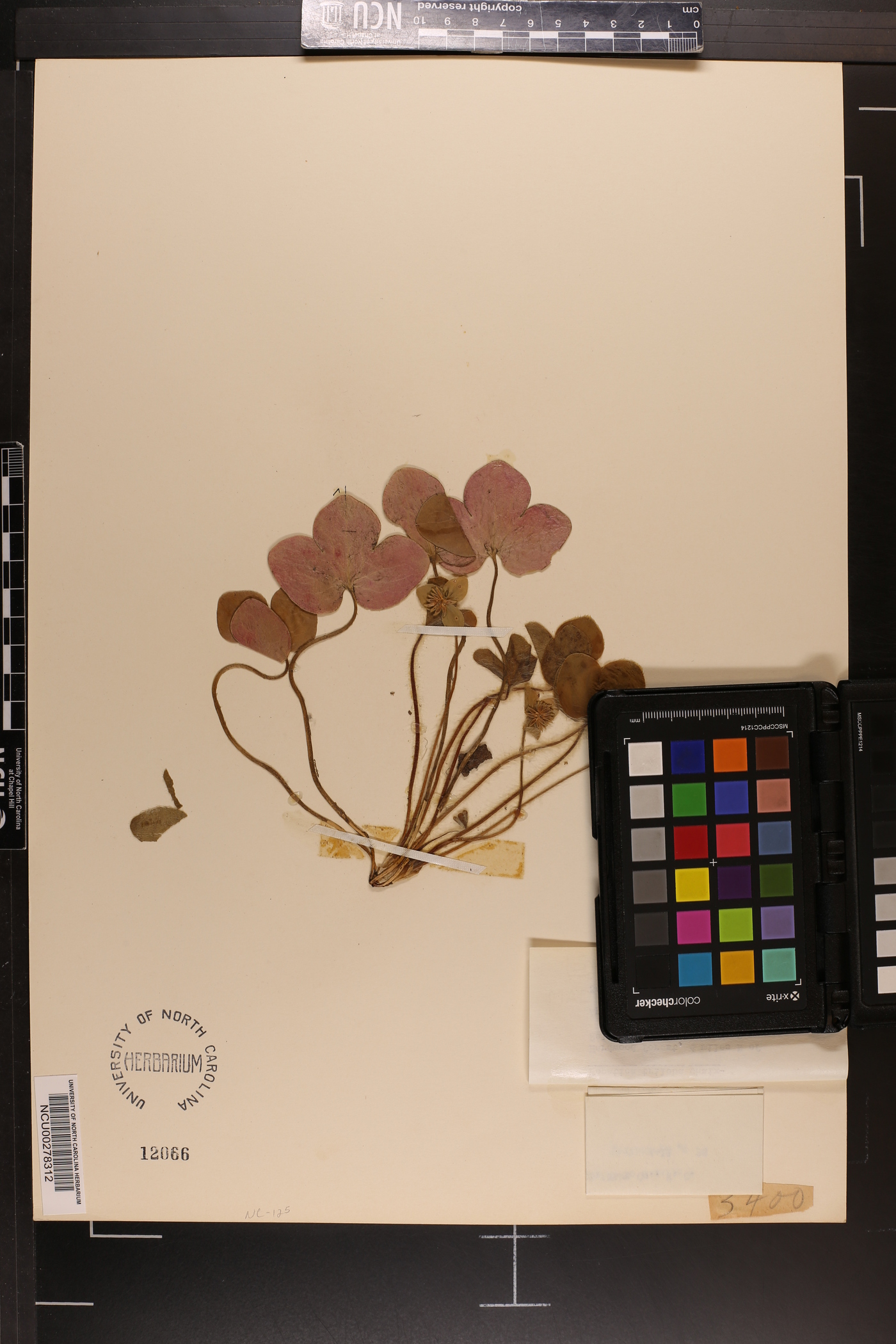 Hepatica triloba image