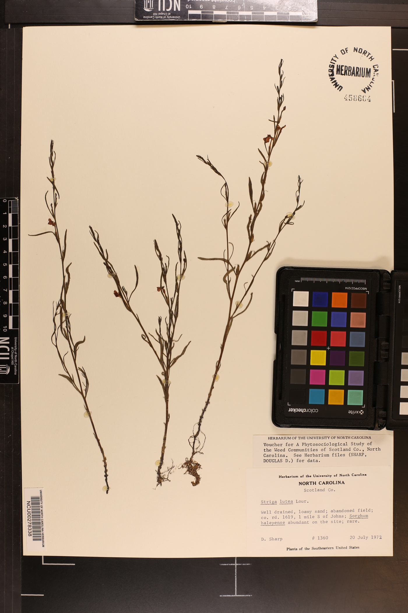 Striga lutea image