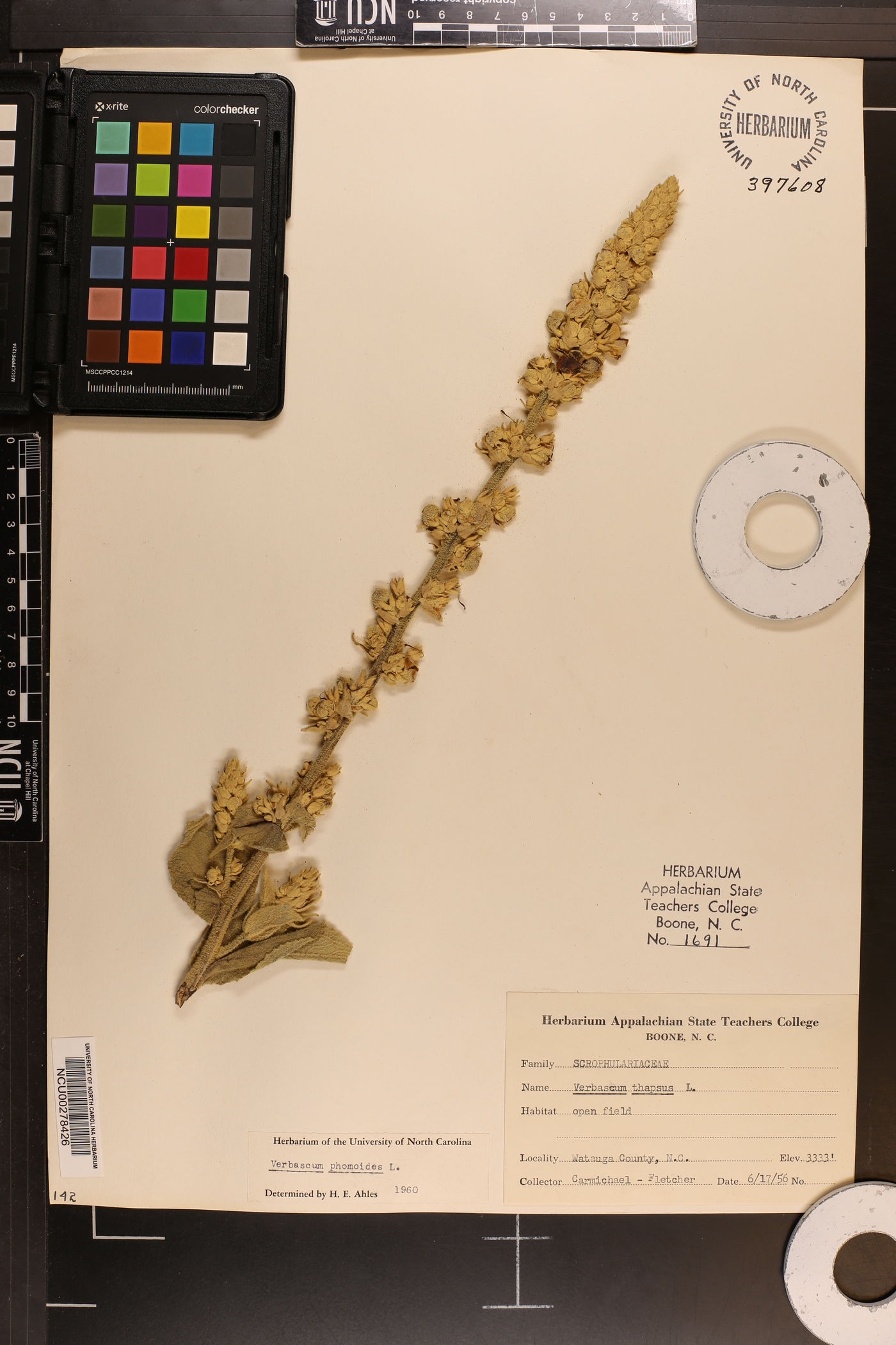 Verbascum phlomoides image