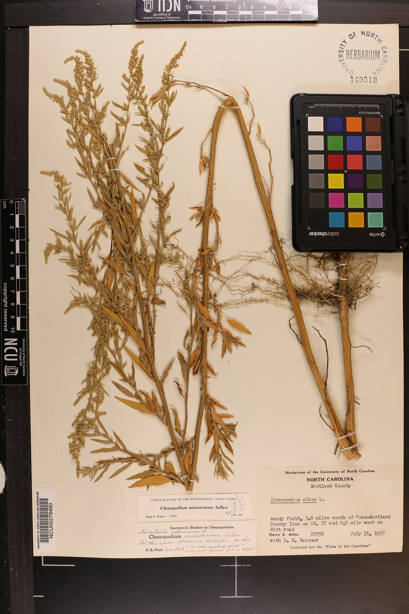 Chenopodium album var. missouriense image