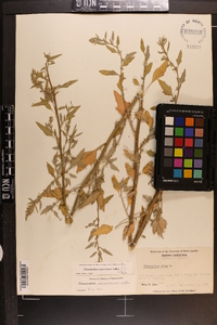 Chenopodium album var. missouriense image