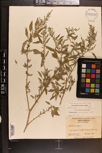 Chenopodium album var. missouriense image