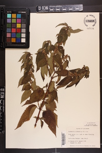 Image Associated With the Occurence