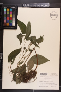 Image Associated With the Occurence