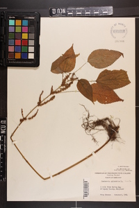 Image Associated With the Occurence