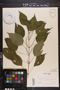 Image Associated With the Occurence