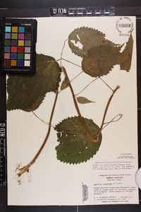 Laportea canadensis image