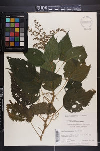 Laportea canadensis image