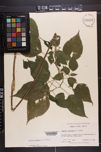 Laportea canadensis image