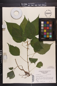 Laportea canadensis image