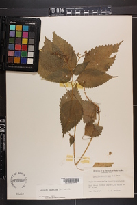 Laportea canadensis image