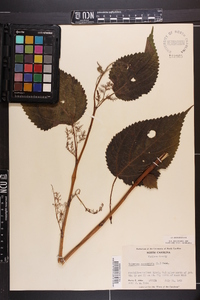 Laportea canadensis image