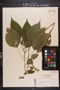 Laportea canadensis image