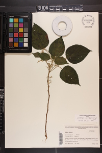 Laportea canadensis image