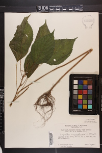 Laportea canadensis image