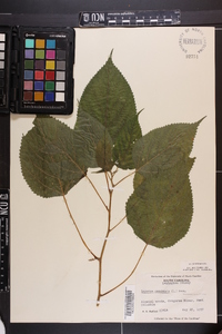 Laportea canadensis image