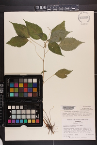 Laportea canadensis image