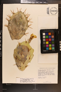 Opuntia dillenii image