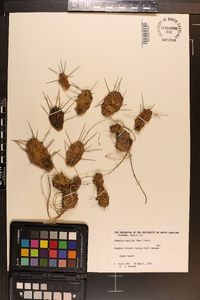 Opuntia pusilla image