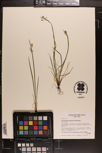 Sisyrinchium campestre image