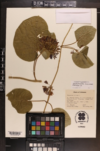 Matelea decipiens image