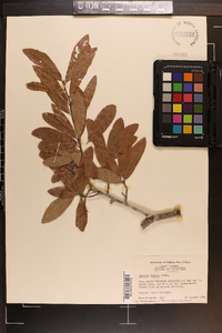 Quercus incana image