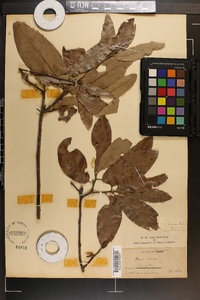 Quercus incana image