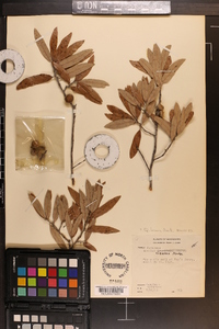 Quercus incana image