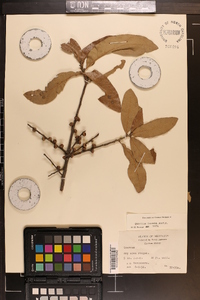 Quercus incana image