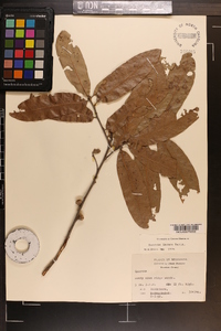 Quercus incana image