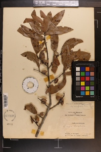 Quercus hemisphaerica image